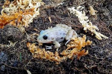 frogs kaufen und verkaufen Photo: Grenouille leucistique Pelophylax albinos et tetards frogs kaufen und verkaufen Photo: Grenouille leucistique Pelophylax albinos et tetards