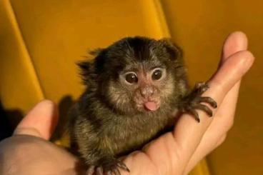 Exotische Säuger kaufen und verkaufen Foto: Zwergseidenäffchen gesucht / marmoset monkey Exotische Säuger kaufen und verkaufen Foto: Zwergseidenäffchen gesucht / marmoset monkey