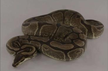 Königspythons kaufen und verkaufen Foto: Enchi het Dreamsicle adulte Königspython (weiblich) Königspythons kaufen und verkaufen Foto: Enchi het Dreamsicle adulte Königspython (weiblich)
