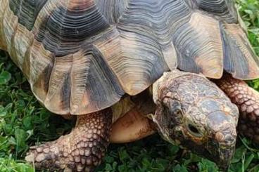 Tortoises kaufen und verkaufen Photo: testudo marginata 1.0 Männchen 20 Jahre abzugeben Tortoises kaufen und verkaufen Photo: testudo marginata 1.0 Männchen 20 Jahre abzugeben