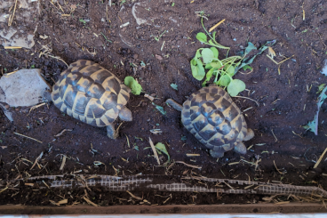 Tortoises kaufen und verkaufen Photo: 2 männliche Griechische Landschildkröten. Geburtsdatum 09/2017. Tortoises kaufen und verkaufen Photo: 2 männliche Griechische Landschildkröten. Geburtsdatum 09/2017.