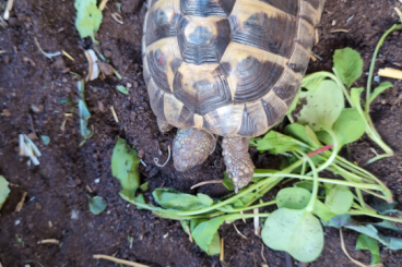 Landschildkröten kaufen und verkaufen Foto: 1 männliche Griechische Landschildkröte. Geburtsdatum 09/2017 Landschildkröten kaufen und verkaufen Foto: 1 männliche Griechische Landschildkröte. Geburtsdatum 09/2017