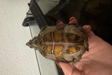 Sumpfschildkröten kaufen und verkaufen Foto: Unsere Moschusschildkröte sucht neues Zuhause Sumpfschildkröten kaufen und verkaufen Foto: Unsere Moschusschildkröte sucht neues Zuhause