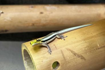 Geckos kaufen und verkaufen Photo: Phelsuma Klemmeri aus deutscher Zucht Geckos kaufen und verkaufen Photo: Phelsuma Klemmeri aus deutscher Zucht