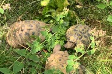 Landschildkröten kaufen und verkaufen Foto: Griechisches Landschildkröten Paar und Jungs WG THB Landschildkröten kaufen und verkaufen Foto: Griechisches Landschildkröten Paar und Jungs WG THB
