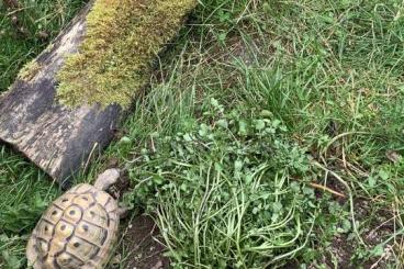 Landschildkröten kaufen und verkaufen Foto: Griechisches Landschildkröten Paar und Jungs WG THB Landschildkröten kaufen und verkaufen Foto: Griechisches Landschildkröten Paar und Jungs WG THB