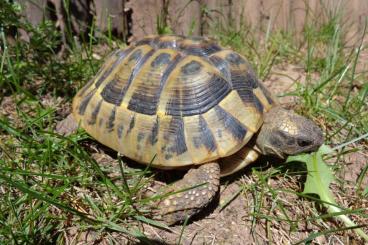 Tortoises kaufen und verkaufen Photo: Griechische Landschildkröte NZ 2014 Tortoises kaufen und verkaufen Photo: Griechische Landschildkröte NZ 2014