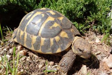 Landschildkröten kaufen und verkaufen Foto: Weibliche Testudo hermanni Landschildkröten kaufen und verkaufen Foto: Weibliche Testudo hermanni