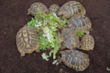Landschildkröten kaufen und verkaufen Foto: Suche Erben für Landschildkrötengruppe