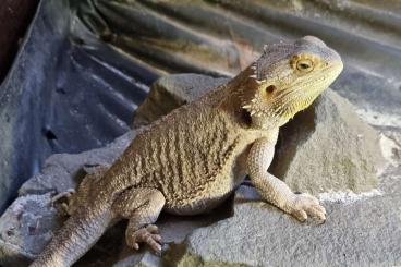 Bartagamen kaufen und verkaufen Foto: Zwei weibliche Bartis abzugeben Bartagamen kaufen und verkaufen Foto: Zwei weibliche Bartis abzugeben