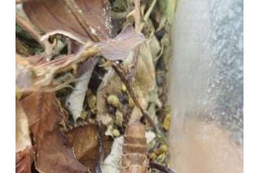 Insekten kaufen und verkaufen Foto: Eurycantha calcarata – Riesengespenstschrecke abzugeben