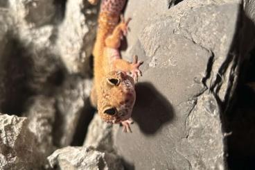 Geckos kaufen und verkaufen Photo: 1.0 Leopardgecko 2019 wegen familiären Problemen abzugeben. Geckos kaufen und verkaufen Photo: 1.0 Leopardgecko 2019 wegen familiären Problemen abzugeben.