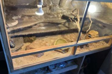 Geckos kaufen und verkaufen Foto: Leoparden Gecko mit Terrarium Geckos kaufen und verkaufen Foto: Leoparden Gecko mit Terrarium