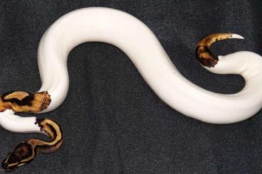 Königspythons kaufen und verkaufen Foto: PIEBALD KÖNIGSPYTHON 2024