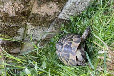 Landschildkröten kaufen und verkaufen Foto: Griechische Landschildkröte, weiblich, 14 J.