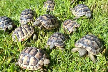 Tortoises kaufen und verkaufen Photo: Maurische Landschildkröten Tortoises kaufen und verkaufen Photo: Maurische Landschildkröten