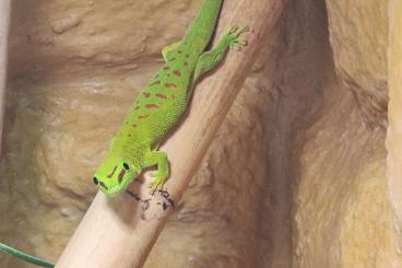 Geckos kaufen und verkaufen Foto: Phlesuma Grandis 0.1 NZ2018 inkl. Terrarium & Technik (Komplettpaket) Geckos kaufen und verkaufen Foto: Phlesuma Grandis 0.1 NZ2018 inkl. Terrarium & Technik (Komplettpaket)