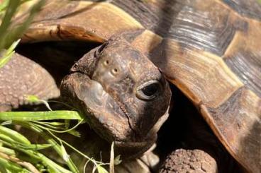 Landschildkröten kaufen und verkaufen Foto: Maurische Landschildkröte (Testudo graeca) mit EU-Bescheinigung abzuge Landschildkröten kaufen und verkaufen Foto: Maurische Landschildkröte (Testudo graeca) mit EU-Bescheinigung abzuge