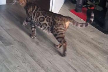 Exotische Säuger kaufen und verkaufen Foto: Handzahme und super liebe Bengaldame (3J ,Unkastriert) Exotische Säuger kaufen und verkaufen Foto: Handzahme und super liebe Bengaldame (3J ,Unkastriert)