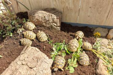 Tortoises kaufen und verkaufen Photo: Griechische Landschildkröte – Testudo hermanni boettgeri - Nachzuchten Tortoises kaufen und verkaufen Photo: Griechische Landschildkröte – Testudo hermanni boettgeri - Nachzuchten