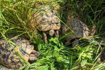 Landschildkröten kaufen und verkaufen Foto: Suche Griechische Landschildkröten (Testudo hermanni) - Weibchen Landschildkröten kaufen und verkaufen Foto: Suche Griechische Landschildkröten (Testudo hermanni) - Weibchen