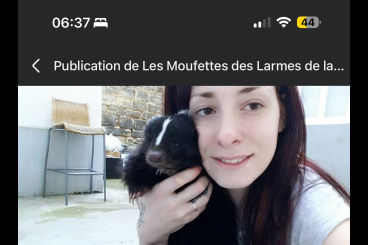 Exotic mammals kaufen und verkaufen Photo: Skunk baby Suche Stinktierbaby Exotic mammals kaufen und verkaufen Photo: Skunk baby Suche Stinktierbaby