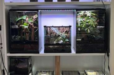 Vogelspinnen kaufen und verkaufen Foto: Vogelspinnen Exo Terra Insektenliebe Vogelspinnen kaufen und verkaufen Foto: Vogelspinnen Exo Terra Insektenliebe