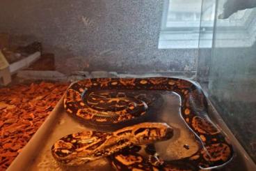 Boas kaufen und verkaufen Photo: Boa Constrictor Imperator Boas kaufen und verkaufen Photo: Boa Constrictor Imperator