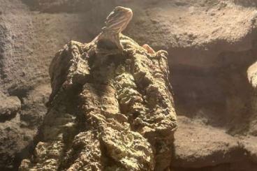 Bearded dragons kaufen und verkaufen Photo: Junge Zwergbartagame mit Terrarium abzugeben Bearded dragons kaufen und verkaufen Photo: Junge Zwergbartagame mit Terrarium abzugeben