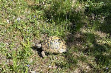Landschildkröten kaufen und verkaufen Foto: Griechische Landschildkröte wg. Umzug kostenlos abzugeben Landschildkröten kaufen und verkaufen Foto: Griechische Landschildkröte wg. Umzug kostenlos abzugeben