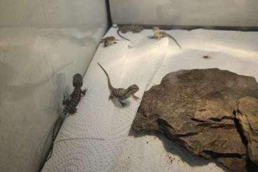 Bearded dragons kaufen und verkaufen Photo: Farb Bartagamen Babys von 12.05.2025 Bearded dragons kaufen und verkaufen Photo: Farb Bartagamen Babys von 12.05.2025