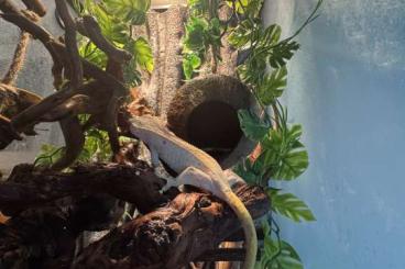 Geckos kaufen und verkaufen Foto: Zu verschenken: Kronengecko Geckos kaufen und verkaufen Foto: Zu verschenken: Kronengecko