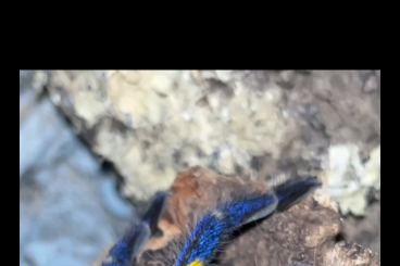 - bird spiders kaufen und verkaufen Photo: Poecilotheria Metallica 0.0.1 Vogelspinne - bird spiders kaufen und verkaufen Photo: Poecilotheria Metallica 0.0.1 Vogelspinne
