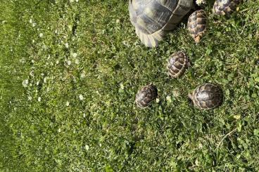 Landschildkröten kaufen und verkaufen Foto: Breitrandschildkröte NZ 2024 Landschildkröten kaufen und verkaufen Foto: Breitrandschildkröte NZ 2024