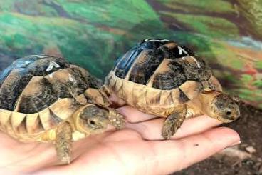 Landschildkröten kaufen und verkaufen Foto: Breitrandschildkröte NZ 2024 Landschildkröten kaufen und verkaufen Foto: Breitrandschildkröte NZ 2024