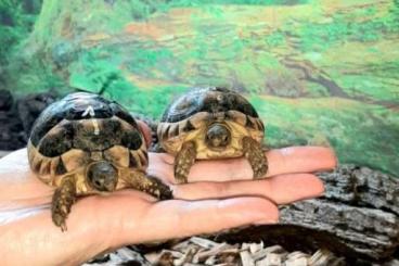 Landschildkröten kaufen und verkaufen Photo: Breitrandschildkröte Jungtiere Landschildkröten kaufen und verkaufen Photo: Breitrandschildkröte Jungtiere