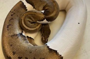 Königspythons kaufen und verkaufen Foto: Verschiedene Königspython abzugeben Königspythons kaufen und verkaufen Foto: Verschiedene Königspython abzugeben
