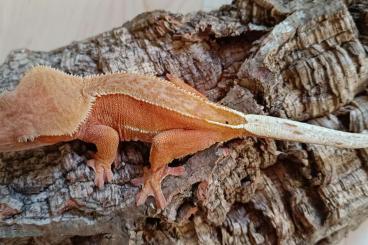 Geckos kaufen und verkaufen Photo: Red Phantom Pinstripe / Correlophus ciliatus Geckos kaufen und verkaufen Photo: Red Phantom Pinstripe / Correlophus ciliatus