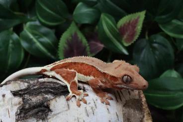Geckos kaufen und verkaufen Photo: Correlophus ciliatus / Crested Geckos Geckos kaufen und verkaufen Photo: Correlophus ciliatus / Crested Geckos