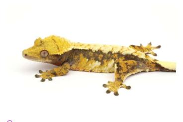 Lizards kaufen und verkaufen Photo: Correlophus ciliatus / Crested Geckos Lizards kaufen und verkaufen Photo: Correlophus ciliatus / Crested Geckos