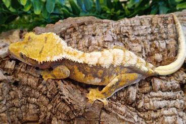 Geckos kaufen und verkaufen Photo: Tricolor Extreme Harlequin / Correlophus ciliatus Geckos kaufen und verkaufen Photo: Tricolor Extreme Harlequin / Correlophus ciliatus