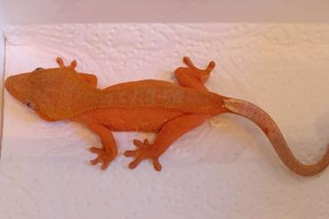 Geckos kaufen und verkaufen Photo: Red Bicolor / Correlophus ciliatus Geckos kaufen und verkaufen Photo: Red Bicolor / Correlophus ciliatus