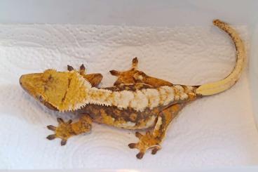 Geckos kaufen und verkaufen Foto: Tricolor Extreme Harlequin / Correlophus ciliatus