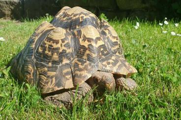 Landschildkröten kaufen und verkaufen Foto: Weibliche Pantherschildkröte zu verkaufen Landschildkröten kaufen und verkaufen Foto: Weibliche Pantherschildkröte zu verkaufen