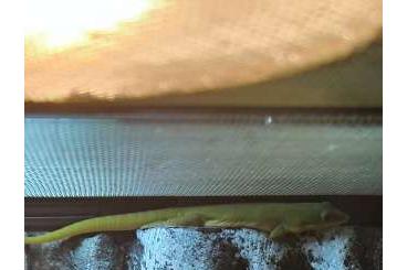 Geckos kaufen und verkaufen Photo: 0,0,18 Phelsuma Laticauda (2 Jahre alt) Geckos kaufen und verkaufen Photo: 0,0,18 Phelsuma Laticauda (2 Jahre alt)