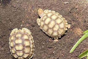 Turtles and Tortoises kaufen und verkaufen Photo: Spornschildkröten abzugeben Turtles and Tortoises kaufen und verkaufen Photo: Spornschildkröten abzugeben