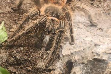 Vogelspinnen kaufen und verkaufen Foto: 0.1 Lasiodora Parahybana Vogelspinnen kaufen und verkaufen Foto: 0.1 Lasiodora Parahybana