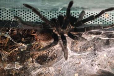 Vogelspinnen kaufen und verkaufen Foto: 2.0 Pterinopelma Sazimai Vogelspinnen kaufen und verkaufen Foto: 2.0 Pterinopelma Sazimai