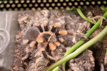 Vogelspinnen kaufen und verkaufen Foto: 0.1 Brachypelma hamorii Vogelspinnen kaufen und verkaufen Foto: 0.1 Brachypelma hamorii
