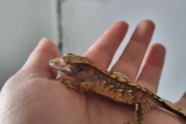 Geckos kaufen und verkaufen Photo: Kronengeckos suchen neues Zuhause Geckos kaufen und verkaufen Photo: Kronengeckos suchen neues Zuhause